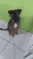 Bobi