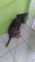 Bobi