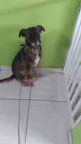 Bobi