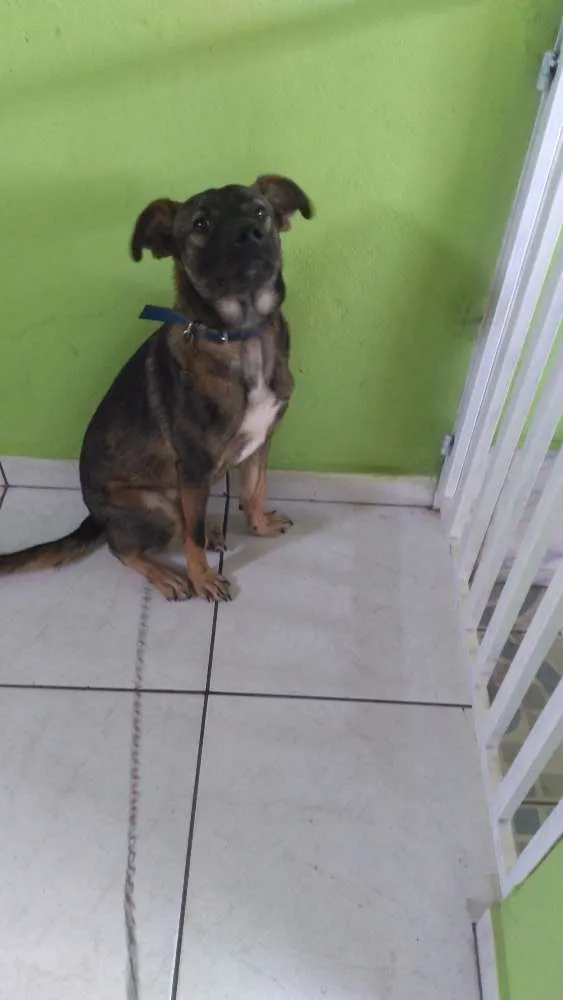 Cachorro ra a  idade 7 a 11 meses nome Bobi