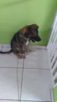 Bobi
