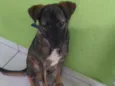 Bobi