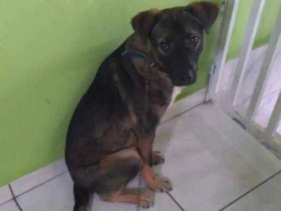 Cachorro ra a  idade 7 a 11 meses nome Bobi