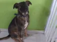 Bobi