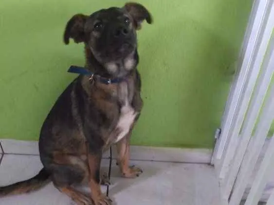 Cachorro ra a  idade 7 a 11 meses nome Bobi