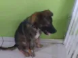 Bobi