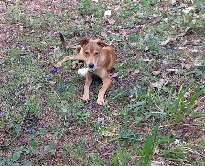 Cachorro ra a SRD idade 7 a 11 meses nome Mike