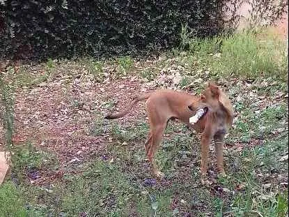 Cachorro ra a SRD idade 7 a 11 meses nome Mike
