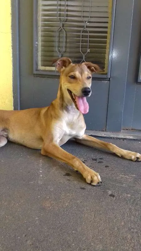 Cachorro ra a SRD idade 7 a 11 meses nome Mike