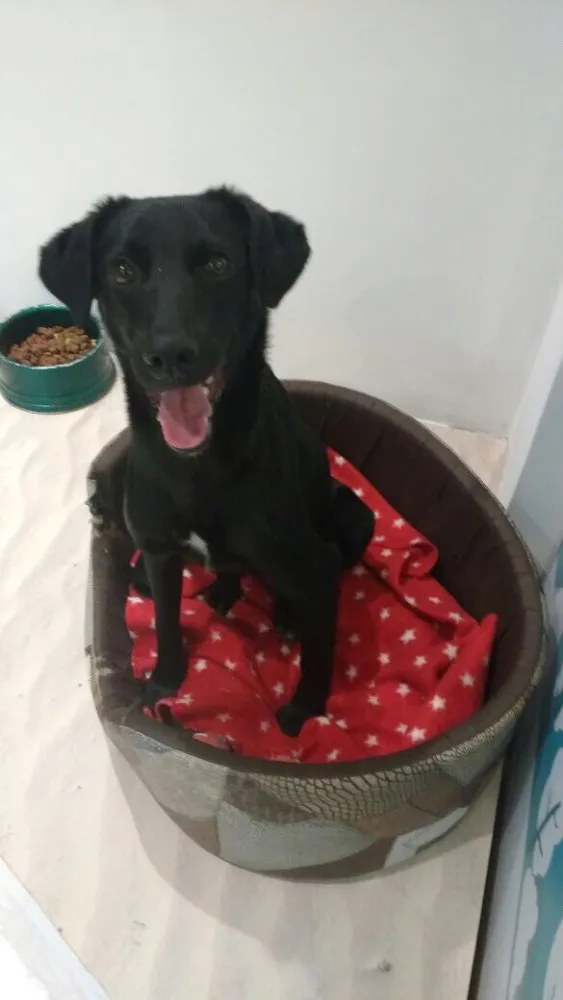 Cachorro ra a SRD idade 7 a 11 meses nome Max