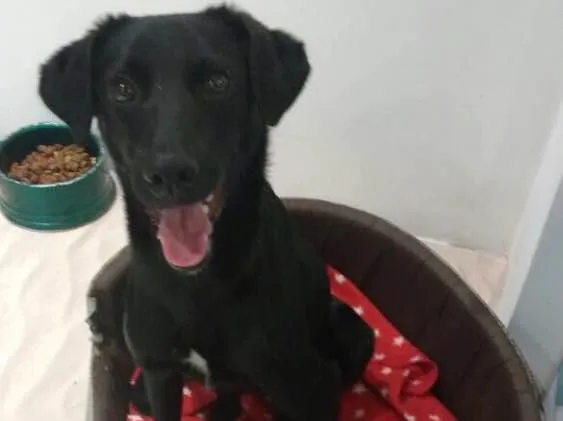 Cachorro ra a SRD idade 7 a 11 meses nome Max