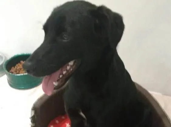 Cachorro ra a SRD idade 7 a 11 meses nome Max
