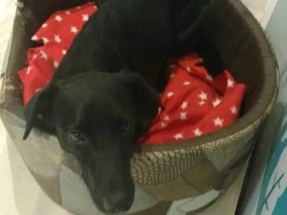 Cachorro ra a SRD idade 7 a 11 meses nome Max