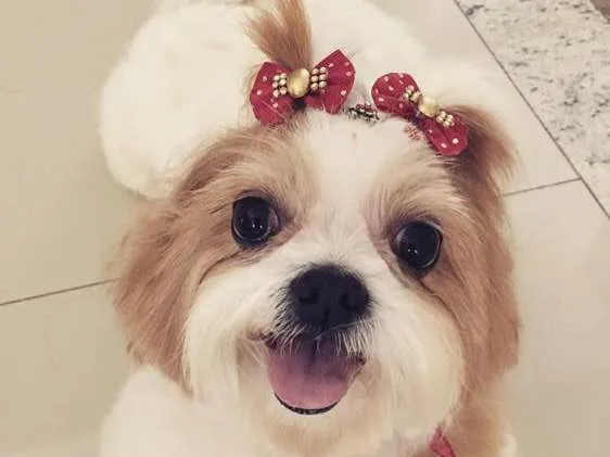 Cachorro ra a Shitzu idade 6 ou mais anos nome Lila