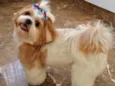 Lila
