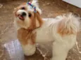 Lila