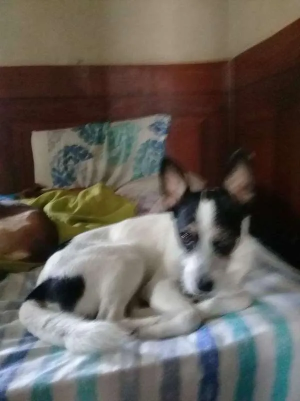 Cachorro raça vira lata com snawzer idade 2 anos nome Bob