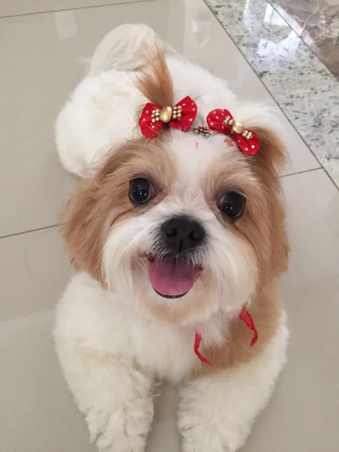 Cachorro ra a Shitszu idade 6 ou mais anos nome Lila