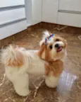 Lila
