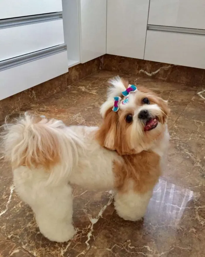 Cachorro ra a Shitszu idade 6 ou mais anos nome Lila
