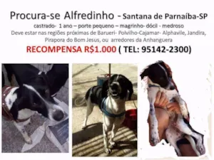 Cachorro raça SRD idade 1 ano nome ALFREDINHO GRATIFICA