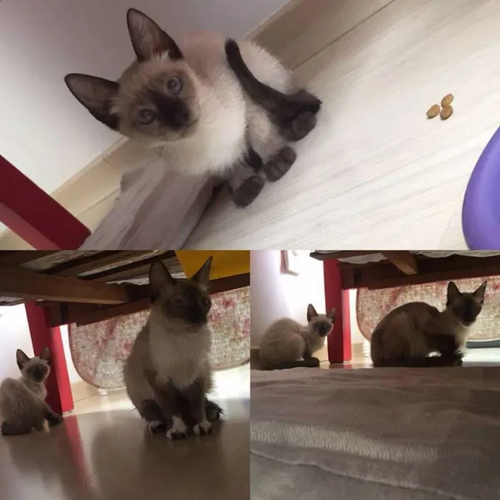 Gato ra a Sialata idade 2 a 6 meses nome Otto & Isa