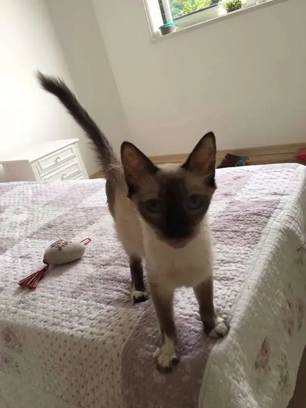 Gato ra a Sialata idade 2 a 6 meses nome Otto & Isa