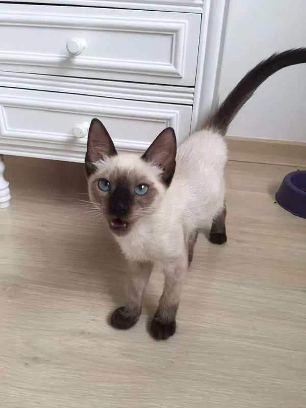 Gato ra a Sialata idade 2 a 6 meses nome Otto & Isa