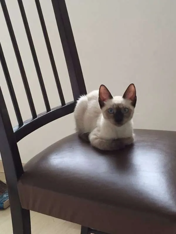 Gato ra a Sialata idade 2 a 6 meses nome Otto & Isa