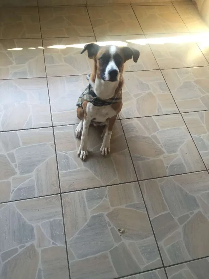 Cachorro ra a SRD idade 2 anos nome Scoob