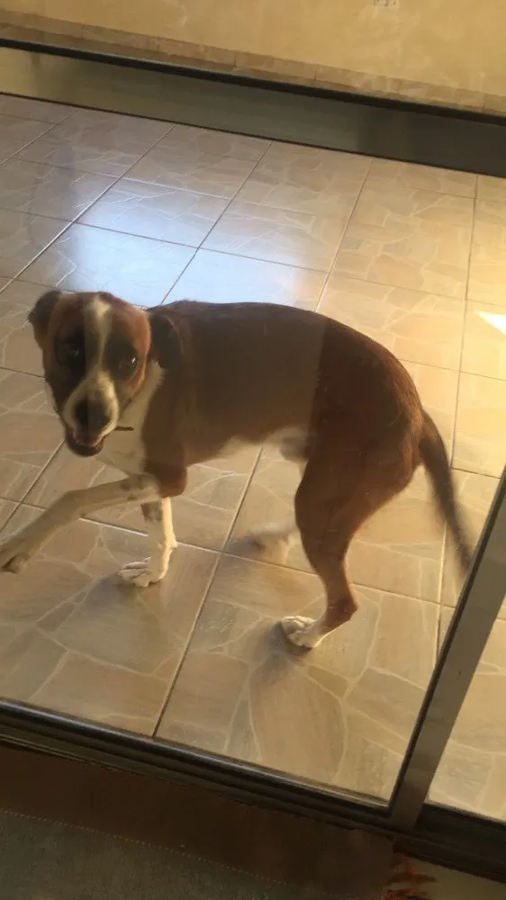 Cachorro ra a SRD idade 2 anos nome Scoob
