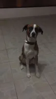 Scoob