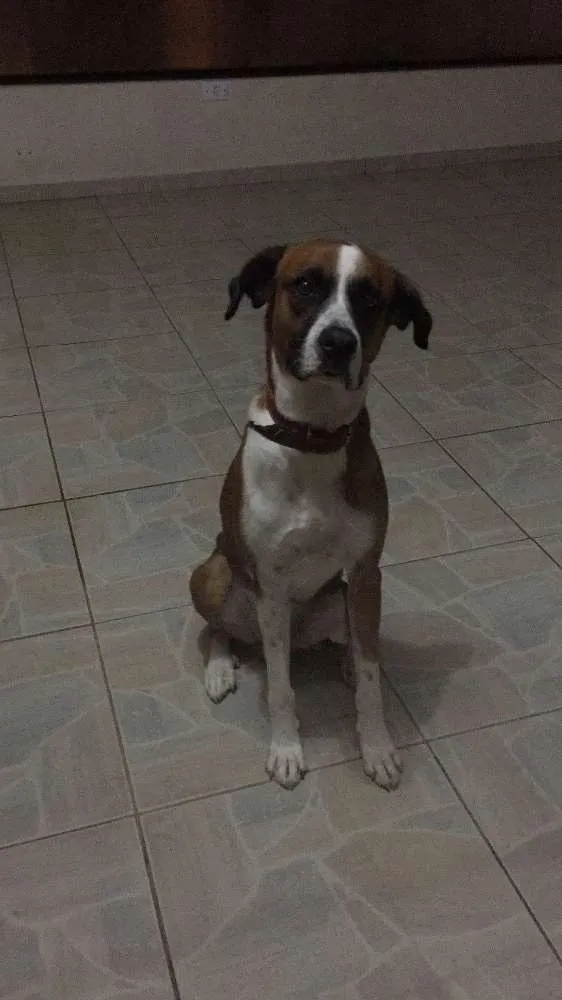 Cachorro ra a SRD idade 2 anos nome Scoob