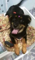pipoca