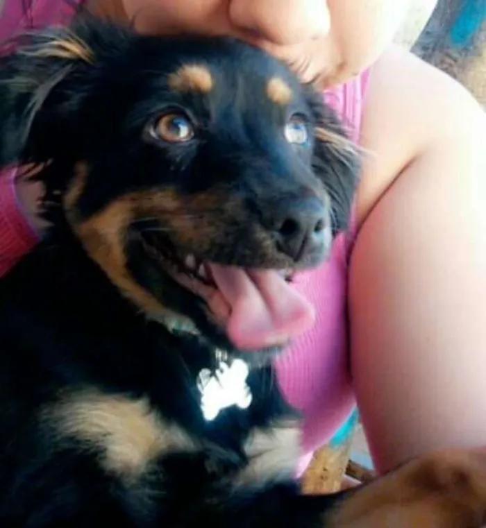 Cachorro ra a viralata idade 2 a 6 meses nome pipoca