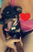 pipoca
