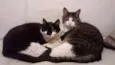 Tom, Junior e Mini
