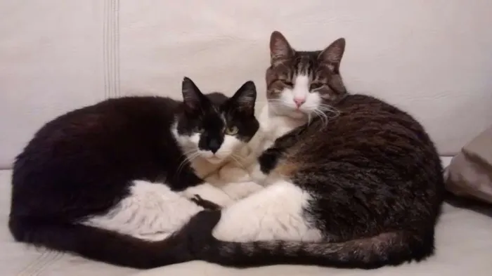 Gato ra a viralata idade 6 ou mais anos nome Tom, Junior e Mini