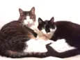 Tom, Junior e Mini