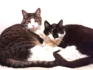 Gato raça viralata idade 6 ou mais anos nome Tom, Junior e Mini