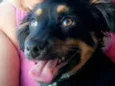 pipoca