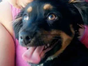 Cachorro raça viralata idade 2 a 6 meses nome pipoca