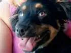 Cachorro raça viralata idade 2 a 6 meses nome pipoca
