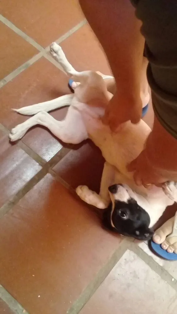 Cachorro ra a  idade 2 a 6 meses nome Ted
