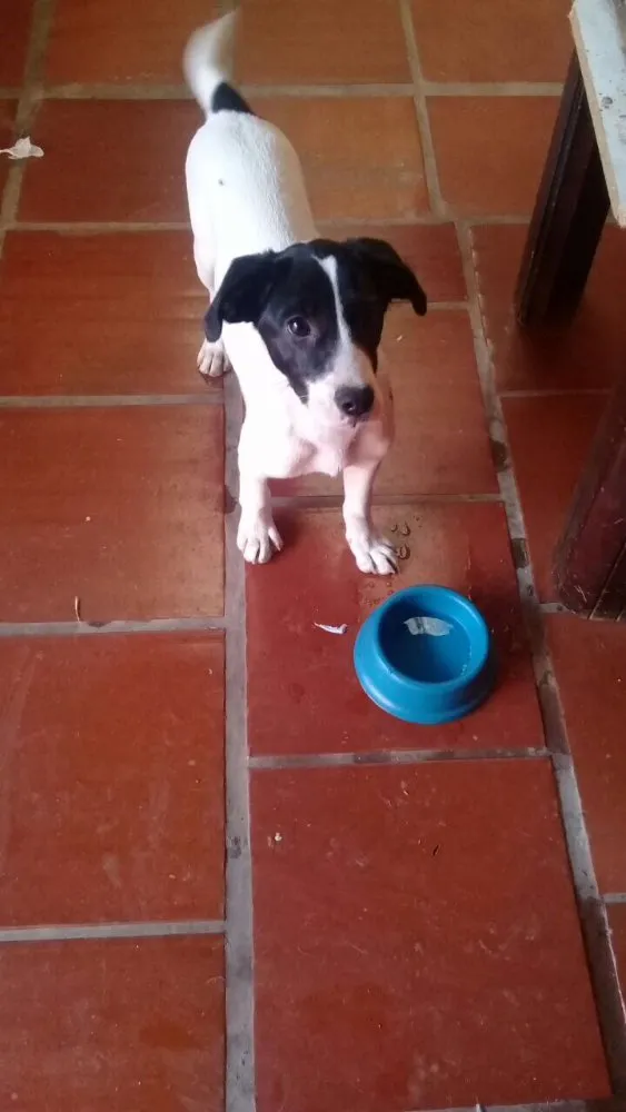 Cachorro ra a  idade 2 a 6 meses nome Ted
