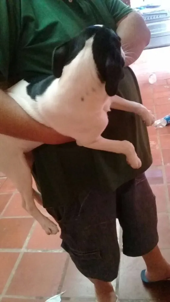Cachorro ra a  idade 2 a 6 meses nome Ted