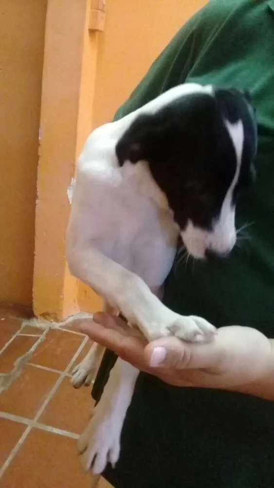 Cachorro ra a  idade 2 a 6 meses nome Ted