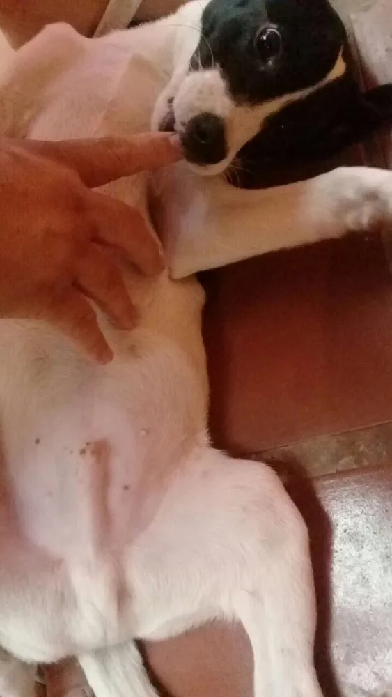 Cachorro ra a  idade 2 a 6 meses nome Ted