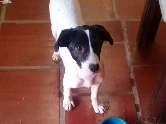 Cachorro ra a  idade 2 a 6 meses nome Ted
