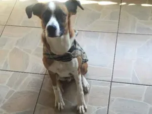 Cachorro raça SRD idade 2 anos nome Scoob